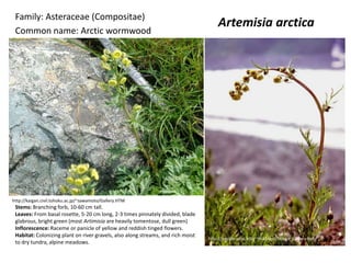 Family: Asteraceae (Compositae)
                                                                                      Artemisia arctica
 Common name: Arctic wormwood




http://kaigan.civil.tohoku.ac.jp/~sawamoto/Gallery.HTM
 Stems: Branching forb, 10-60 cm tall.
 Leaves: From basal rosette, 5-20 cm long, 2-3 times pinnately divided, blade
 glabrous, bright green (most Artimisia are heavily tomentose, dull green)
 Inflorescence: Raceme or panicle of yellow and reddish tinged flowers.
 Habitat: Colonizing plant on river gravels, also along streams, and rich moist
                                                                                  http://people.ucsc.edu/~mikeloso/Image_Gallery.html
 to dry tundra, alpine meadows.
 