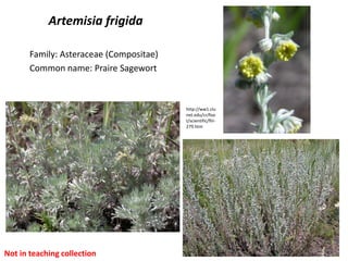Artemisia frigida

       Family: Asteraceae (Compositae)
       Common name: Praire Sagewort



                                         http://ww1.clu
                                         net.edu/cr/foo
                                         t/scientific/fhl-
                                         279.htm




Not in teaching collection
 