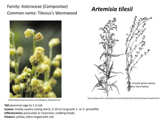 Family: Asteraceae (Compositae)
                                                                    Artemisia tilesii
  Common name: Tilesius’s Wormwood




                                                                                                       Lvs: smooth green above,
                                                                                                       slivery, hairy below



                                                                 http://www.ankn.uaf.edu/curriculum/books/Viereck/viereckwormwood.html
   http://www.essencesonline.com/Alaskan_flowerkit.htm

Tall perennial sage to 1 m tall.
Leaves: mostly cauline (along stem), 2-10 cm long with 1- or 2- pinnatifid.
Inflorescence: paniculate or racemose, nodding heads.
Flowers: yellow, often tinged with red.
 