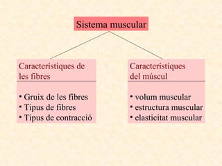 Sistema muscular Característiques de les fibres Gruix de les fibres Tipus de fibres Tipus de contracció Característiques  del múscul volum muscular estructura muscular elasticitat muscular 