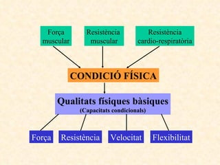 Força muscular Resistència  muscular Resistència cardio-respiratòria CONDICIÓ FÍSICA Qualitats físiques bàsiques (Capacitats condicionals) Força Resistència Velocitat Flexibilitat 