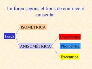 La força segons el tipus de contracció muscular Força ISOMÈTRICA ANISOMÈTRICA Concèntrica Pliomètrica Excèntrica 