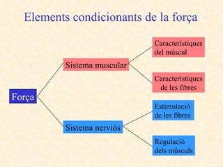 Elements condicionants de la força Sistema muscular Sistema nerviós Característiques de les fibres Característiques del múscul Estimulació  de les fibres Regulació  dels músculs Força 