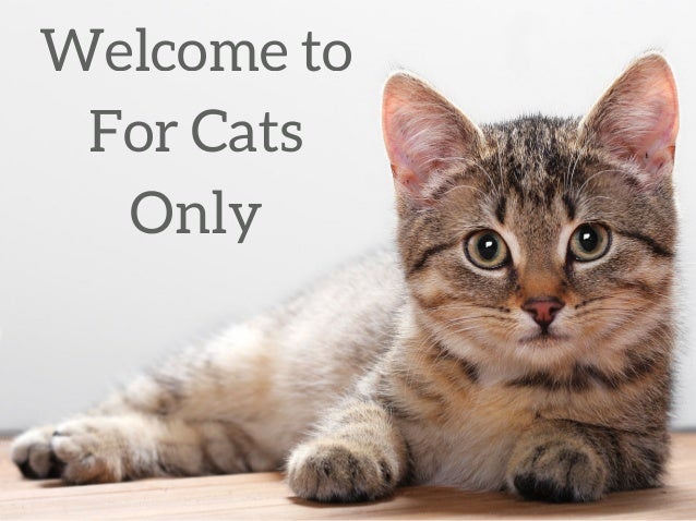 Cat Boarding & Kennels Services in Palm Beach County