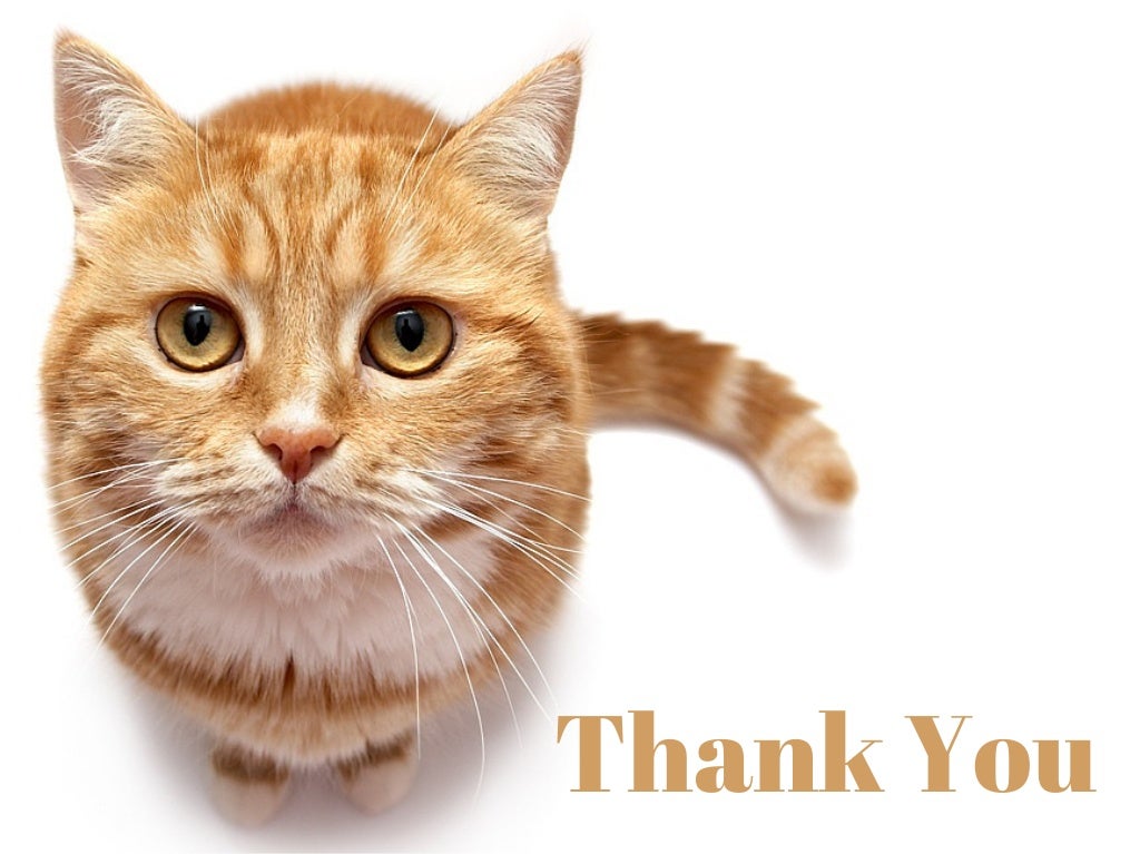 Cat Boarding & Kennels Services in Palm Beach County