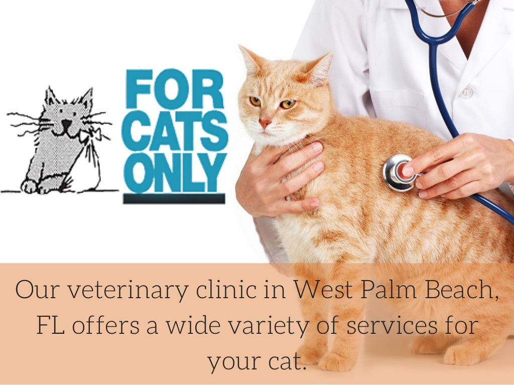 Palm Beach County Cat Boarding Facility