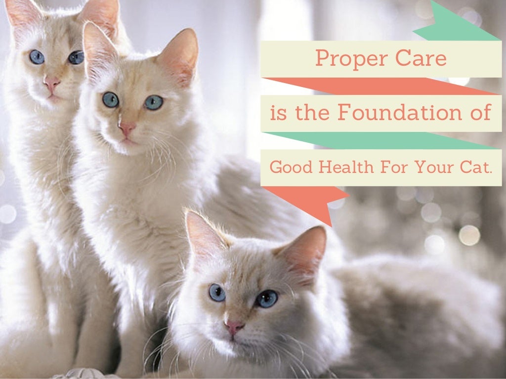 Cat Boarding & Kennels Services in Palm Beach County