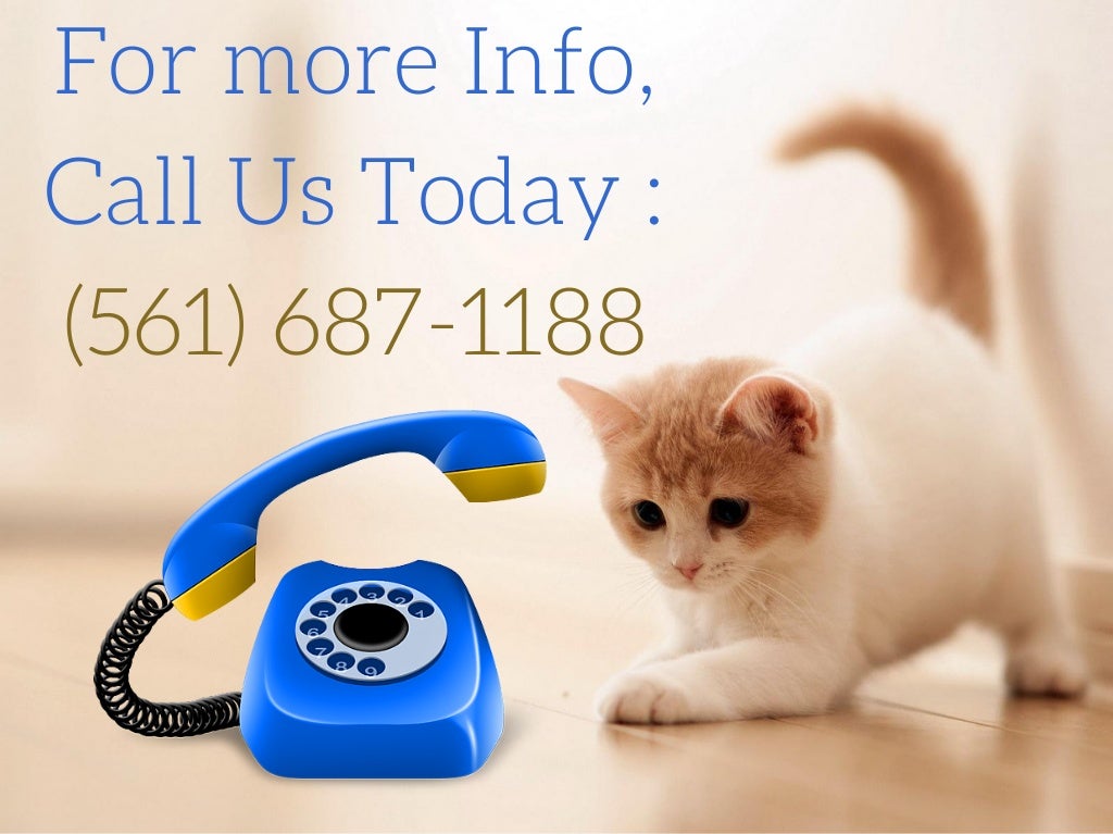 Cat Boarding & Kennels Services in Palm Beach County