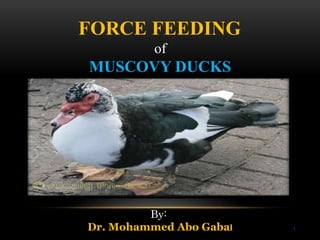 1
FORCE FEEDING
of
MUSCOVY DUCKS
By:
Dr. Mohammed Abo Gabal
 