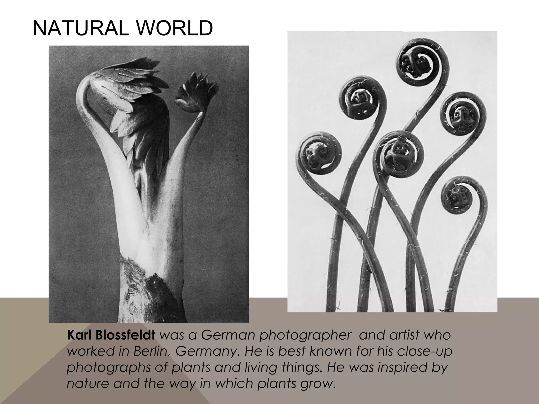 NATURAL WORLD
Karl Blossfeldt was a German photographer and artist who
worked in Berlin, Germany. He is best known for his close-up
photographs of plants and living things. He was inspired by
nature and the way in which plants grow.
 