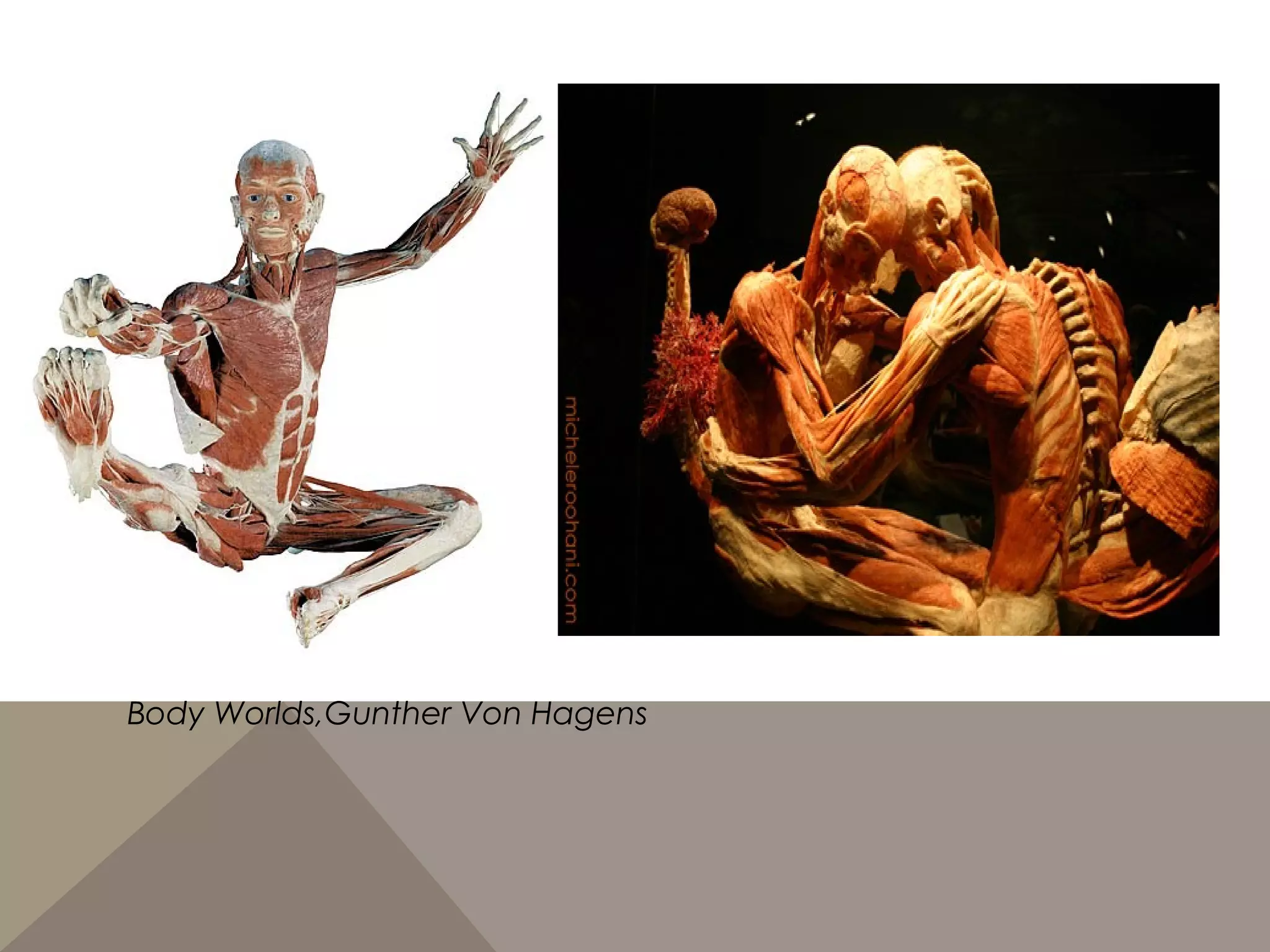 Body Worlds,Gunther Von Hagens
 