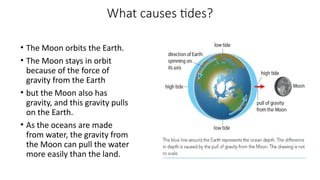 What causes tides?
• The Moon orbits the Earth.
• The Moon stays in orbit
because of the force of
gravity from the Earth
• but the Moon also has
gravity, and this gravity pulls
on the Earth.
• As the oceans are made
from water, the gravity from
the Moon can pull the water
more easily than the land.
 