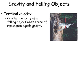 Gravity and Falling Objects
• Terminal velocity
– Constant velocity of a
falling object when force of
resistance equals gravity
 