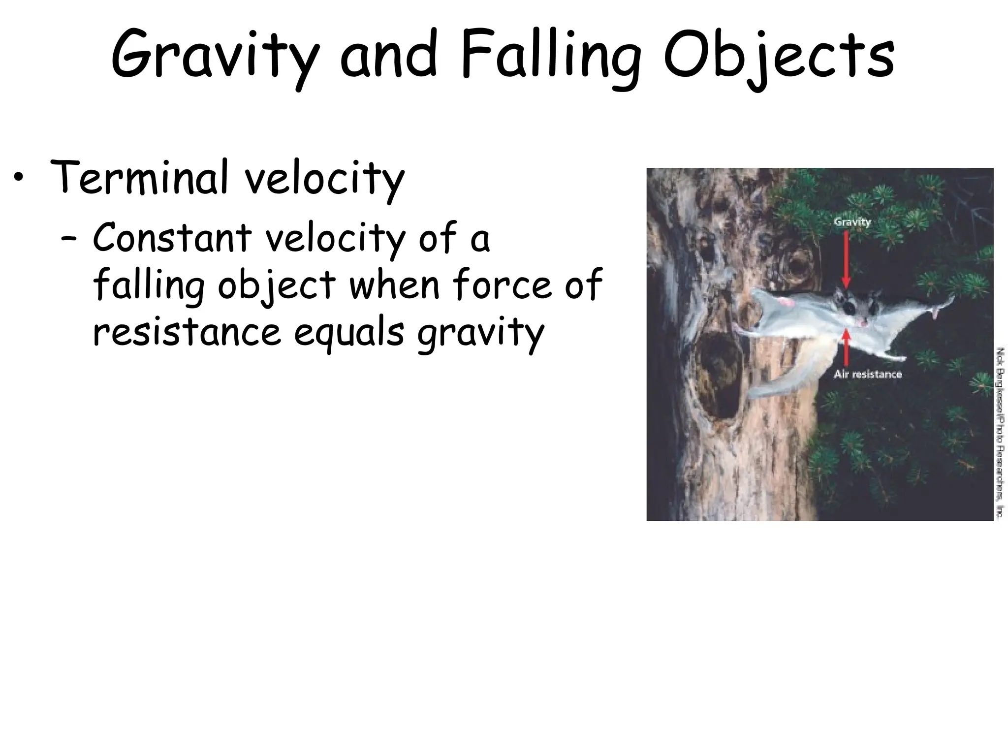 Gravity and Falling Objects
• Terminal velocity
– Constant velocity of a
falling object when force of
resistance equals gravity
 