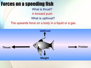 Forces on a speeding fish Upthrust Friction Thrust Weight What is thrust? A forward push What is upthrust? The upwards force on a body in a liquid or a gas 