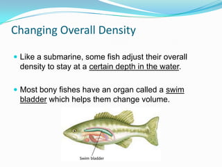 Changing Overall Density
 Like a submarine, some fish adjust their overall

density to stay at a certain depth in the water.
 Most bony fishes have an organ called a swim

bladder which helps them change volume.

 