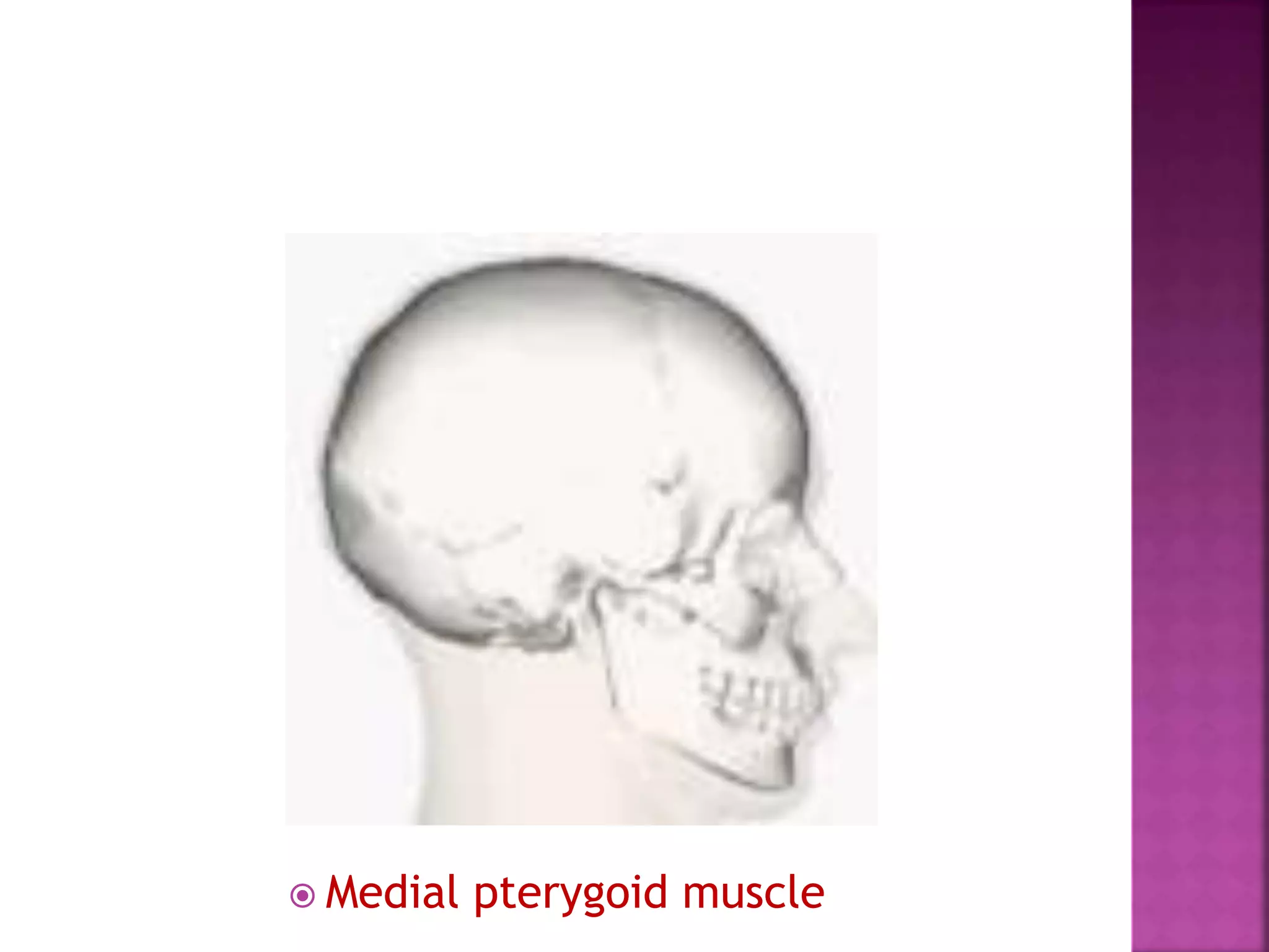  Medial pterygoid muscle
 