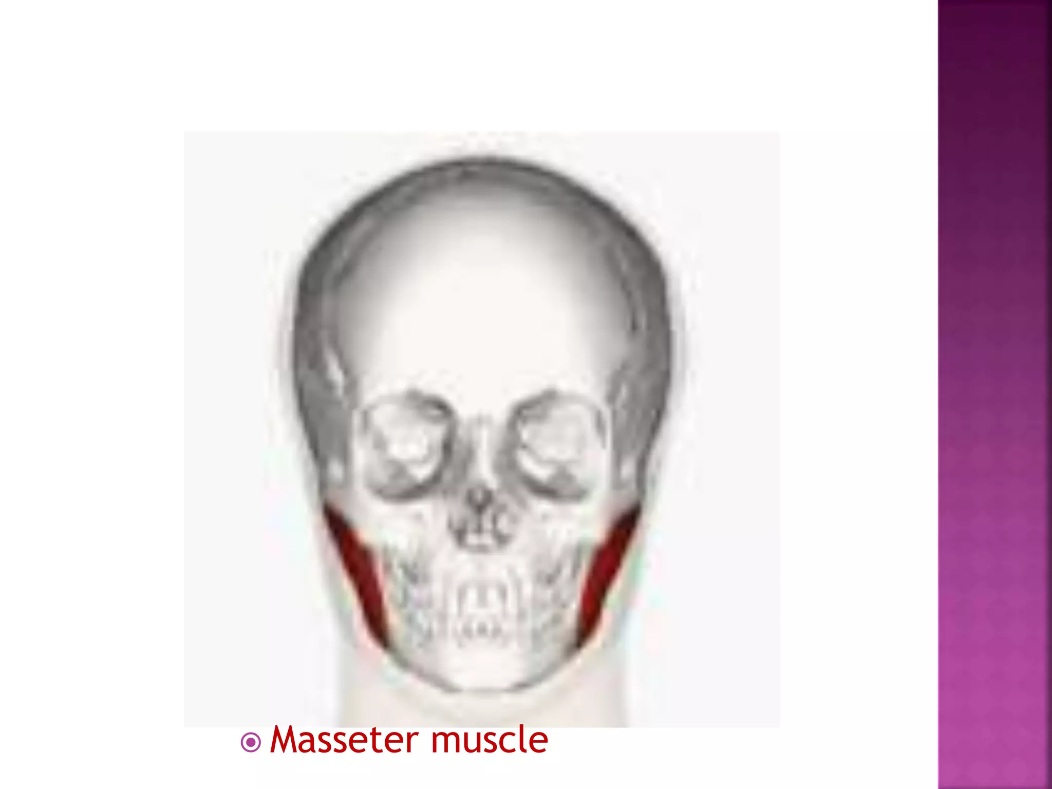  Masseter muscle
 