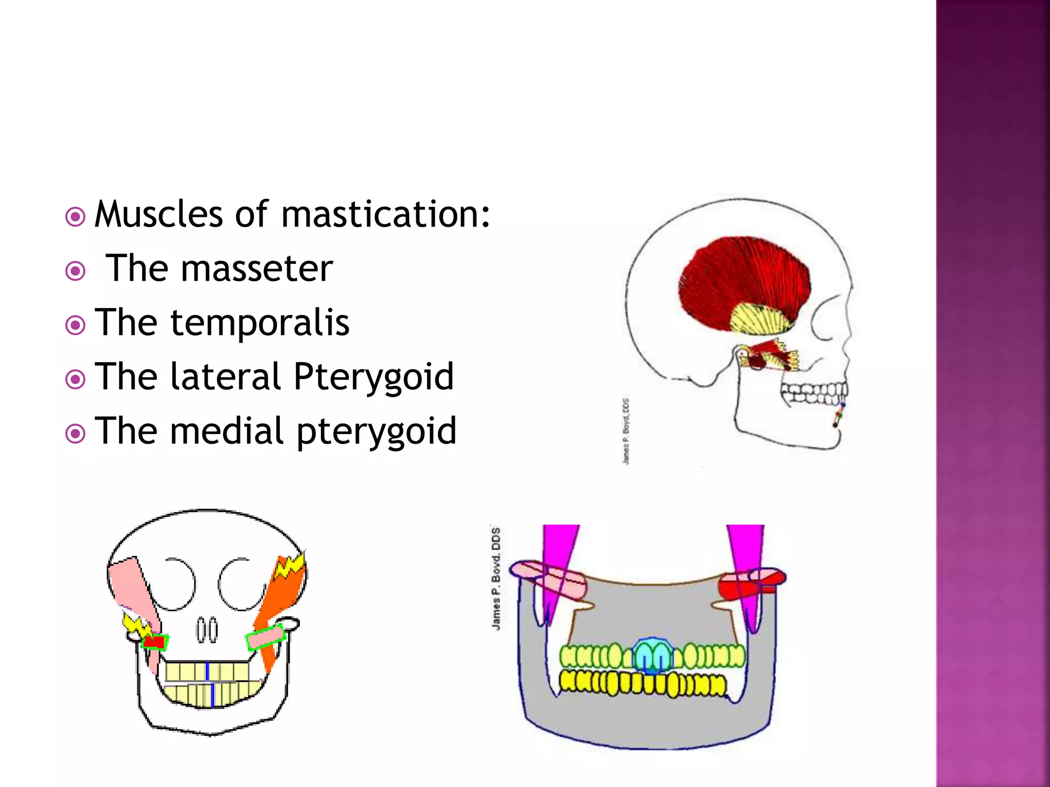  Muscles of mastication:
 The masseter
 The temporalis
 The lateral Pterygoid
 The medial pterygoid
 