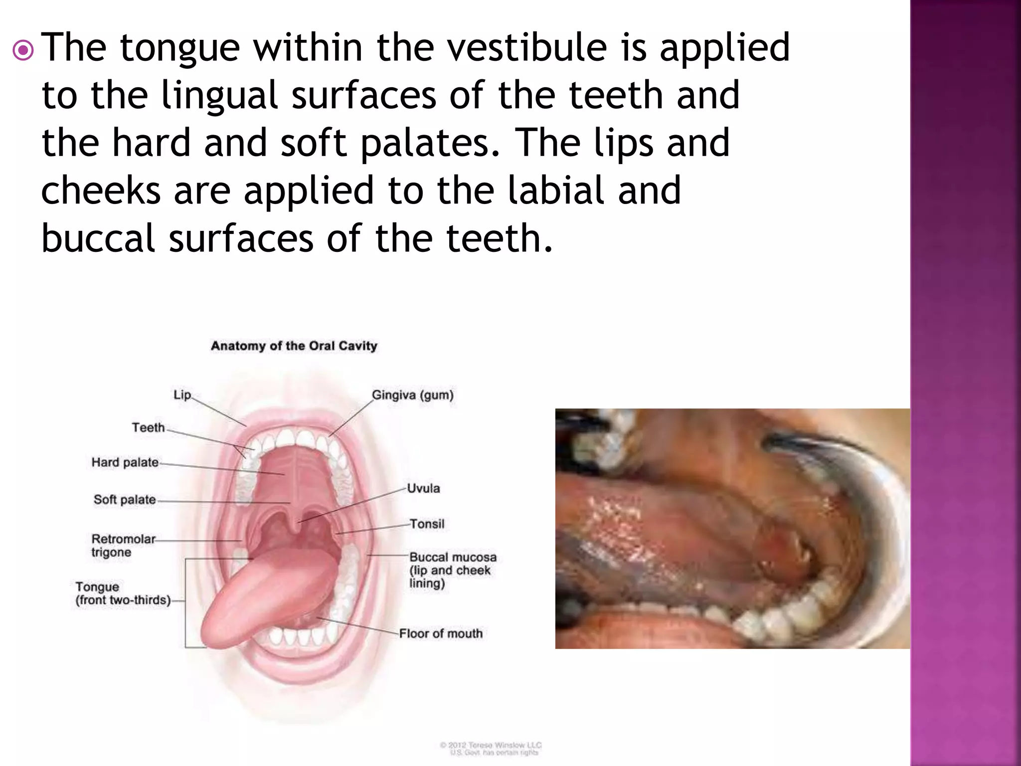  The tongue within the vestibule is applied
to the lingual surfaces of the teeth and
the hard and soft palates. The lips and
cheeks are applied to the labial and
buccal surfaces of the teeth.
 