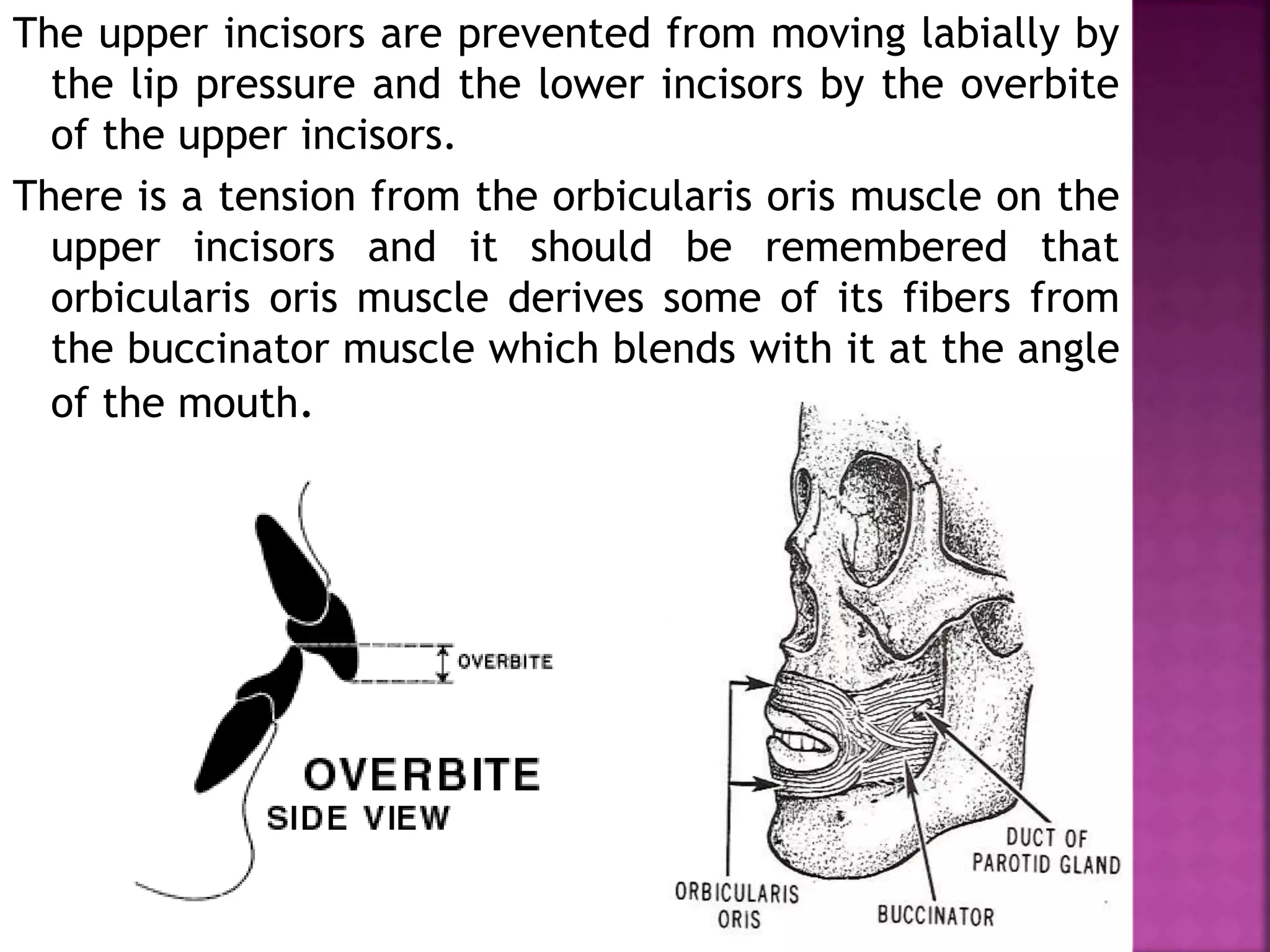 The upper incisors are prevented from moving labially by
the lip pressure and the lower incisors by the overbite
of the upper incisors.
There is a tension from the orbicularis oris muscle on the
upper incisors and it should be remembered that
orbicularis oris muscle derives some of its fibers from
the buccinator muscle which blends with it at the angle
of the mouth.
 