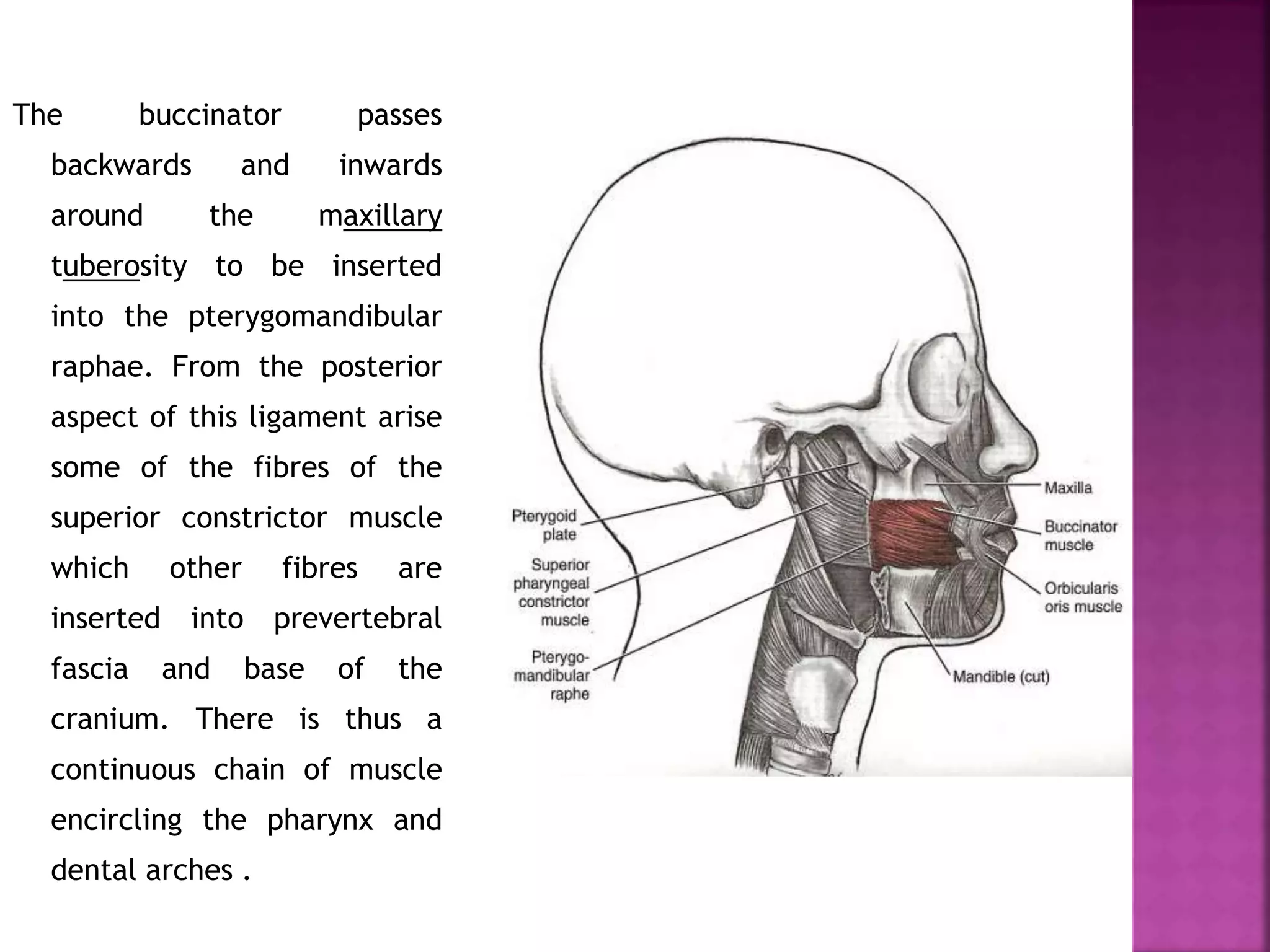 The buccinator passes
backwards and inwards
around the maxillary
tuberosity to be inserted
into the pterygomandibular
raphae. From the posterior
aspect of this ligament arise
some of the fibres of the
superior constrictor muscle
which other fibres are
inserted into prevertebral
fascia and base of the
cranium. There is thus a
continuous chain of muscle
encircling the pharynx and
dental arches .
 