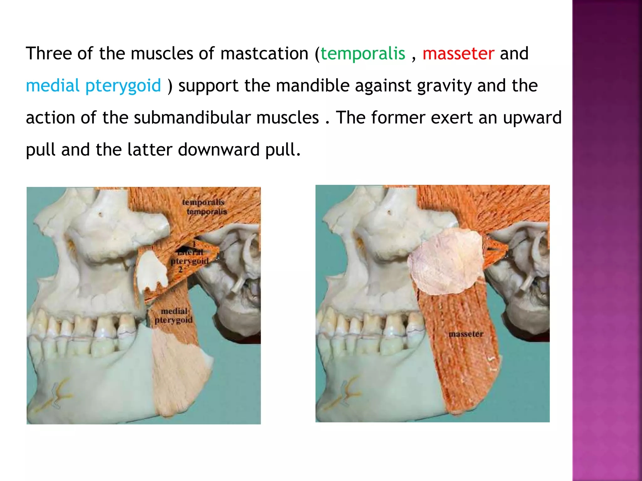 Three of the muscles of mastcation (temporalis , masseter and
medial pterygoid ) support the mandible against gravity and the
action of the submandibular muscles . The former exert an upward
pull and the latter downward pull.
 