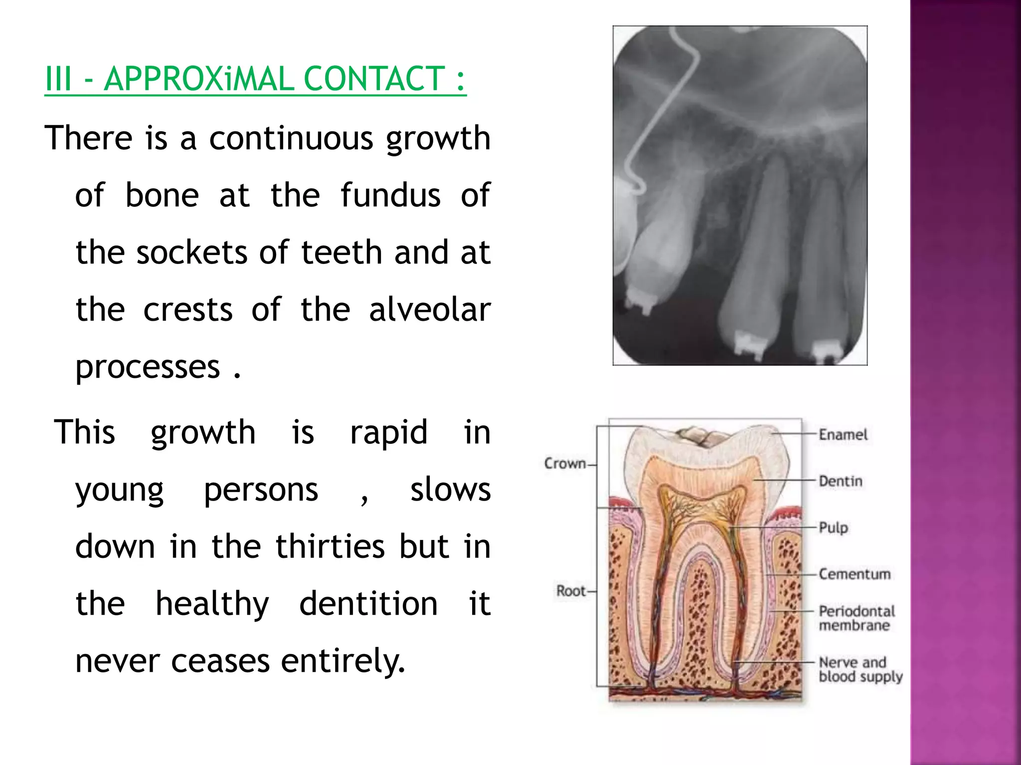 III - APPROXiMAL CONTACT :
There is a continuous growth
of bone at the fundus of
the sockets of teeth and at
the crests of the alveolar
processes .
This growth is rapid in
young persons , slows
down in the thirties but in
the healthy dentition it
never ceases entirely.
 