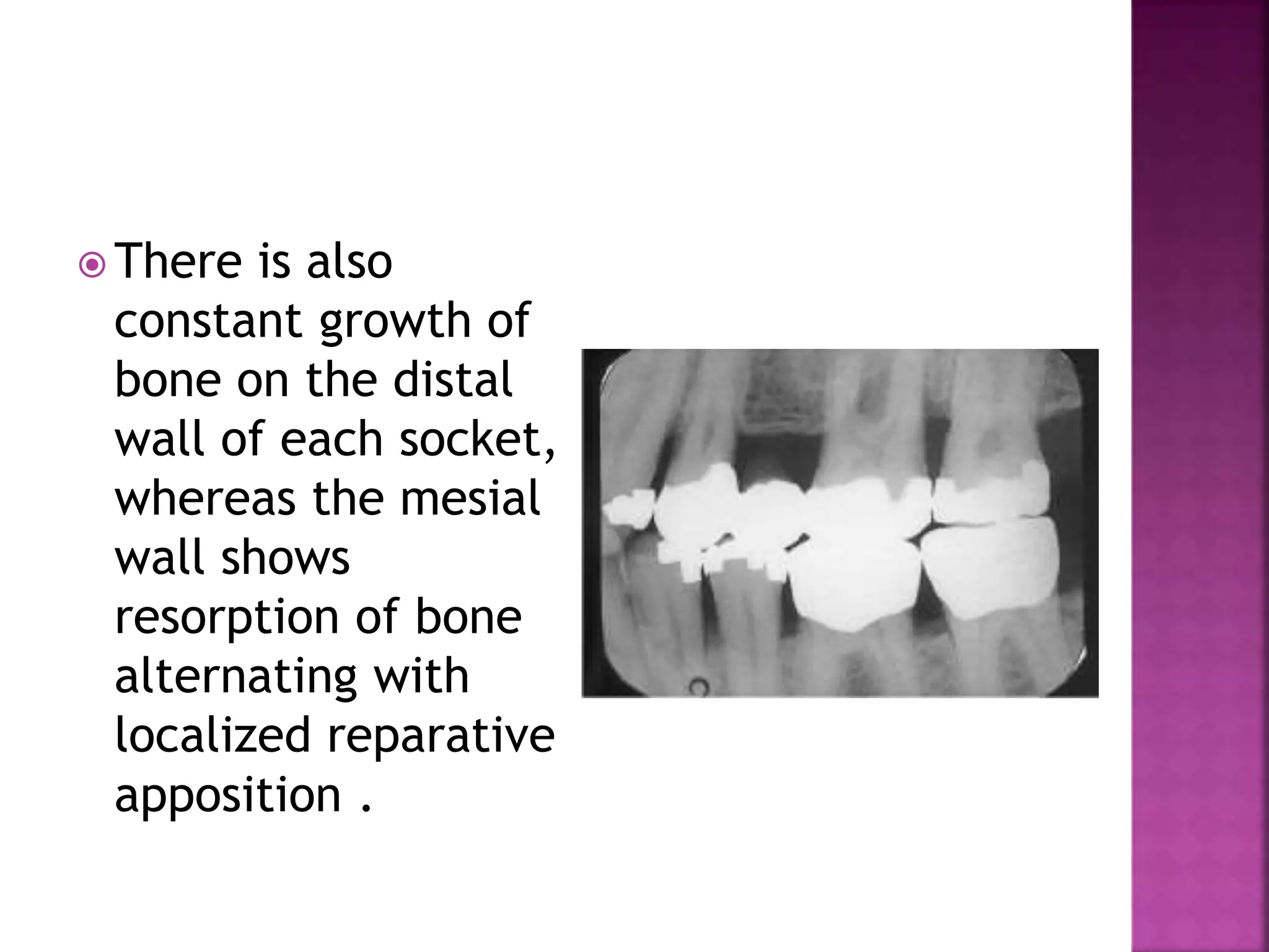  There is also
constant growth of
bone on the distal
wall of each socket,
whereas the mesial
wall shows
resorption of bone
alternating with
localized reparative
apposition .
 