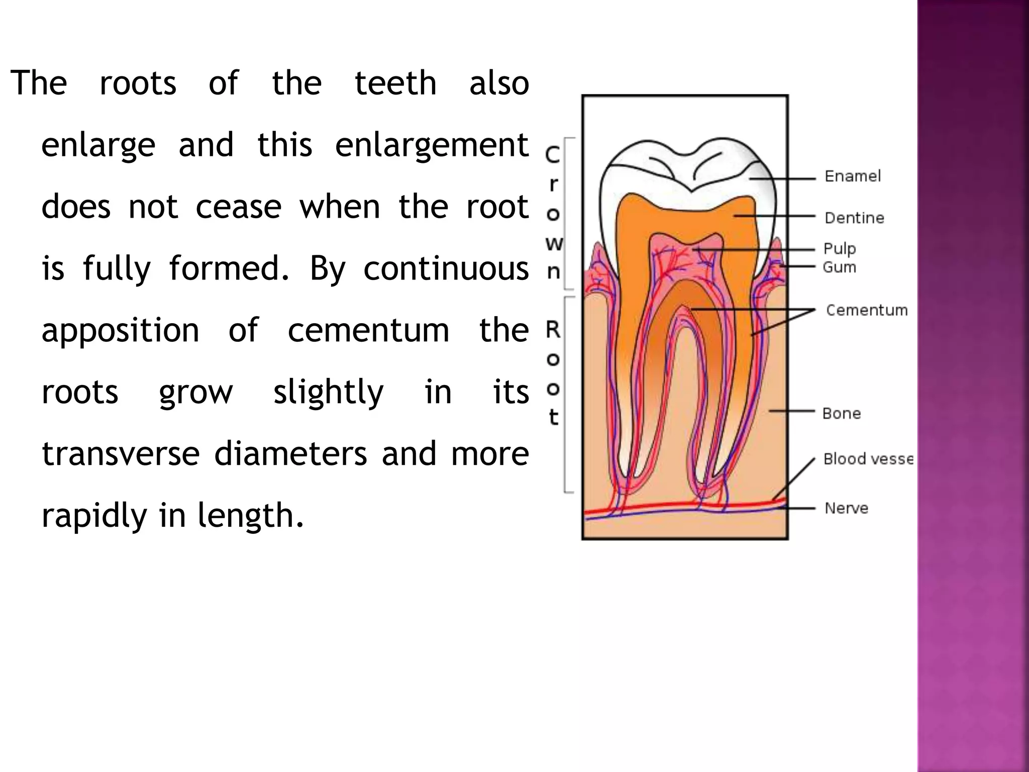 The roots of the teeth also
enlarge and this enlargement
does not cease when the root
is fully formed. By continuous
apposition of cementum the
roots grow slightly in its
transverse diameters and more
rapidly in length.
 