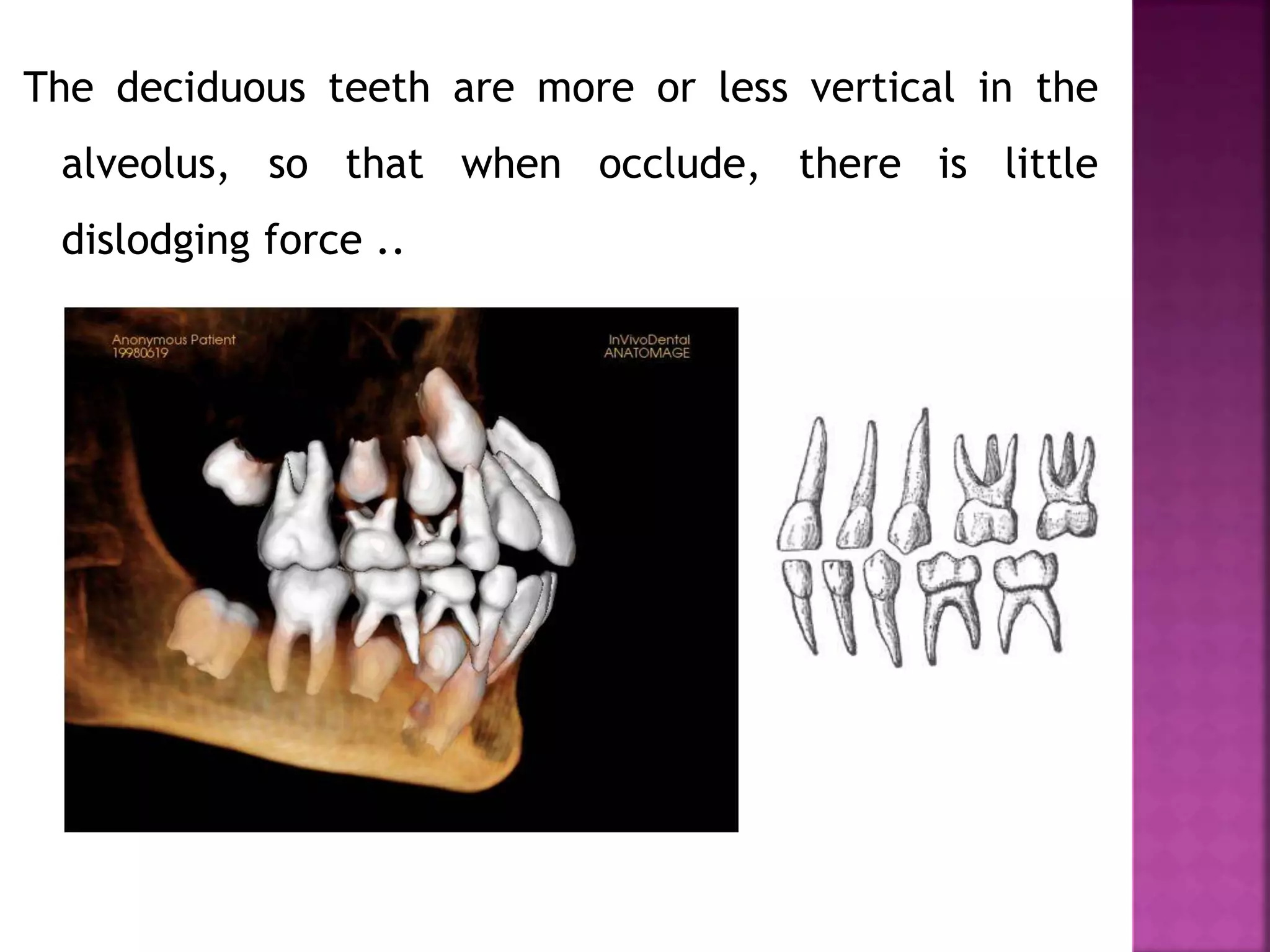 The deciduous teeth are more or less vertical in the
alveolus, so that when occlude, there is little
dislodging force ..
 