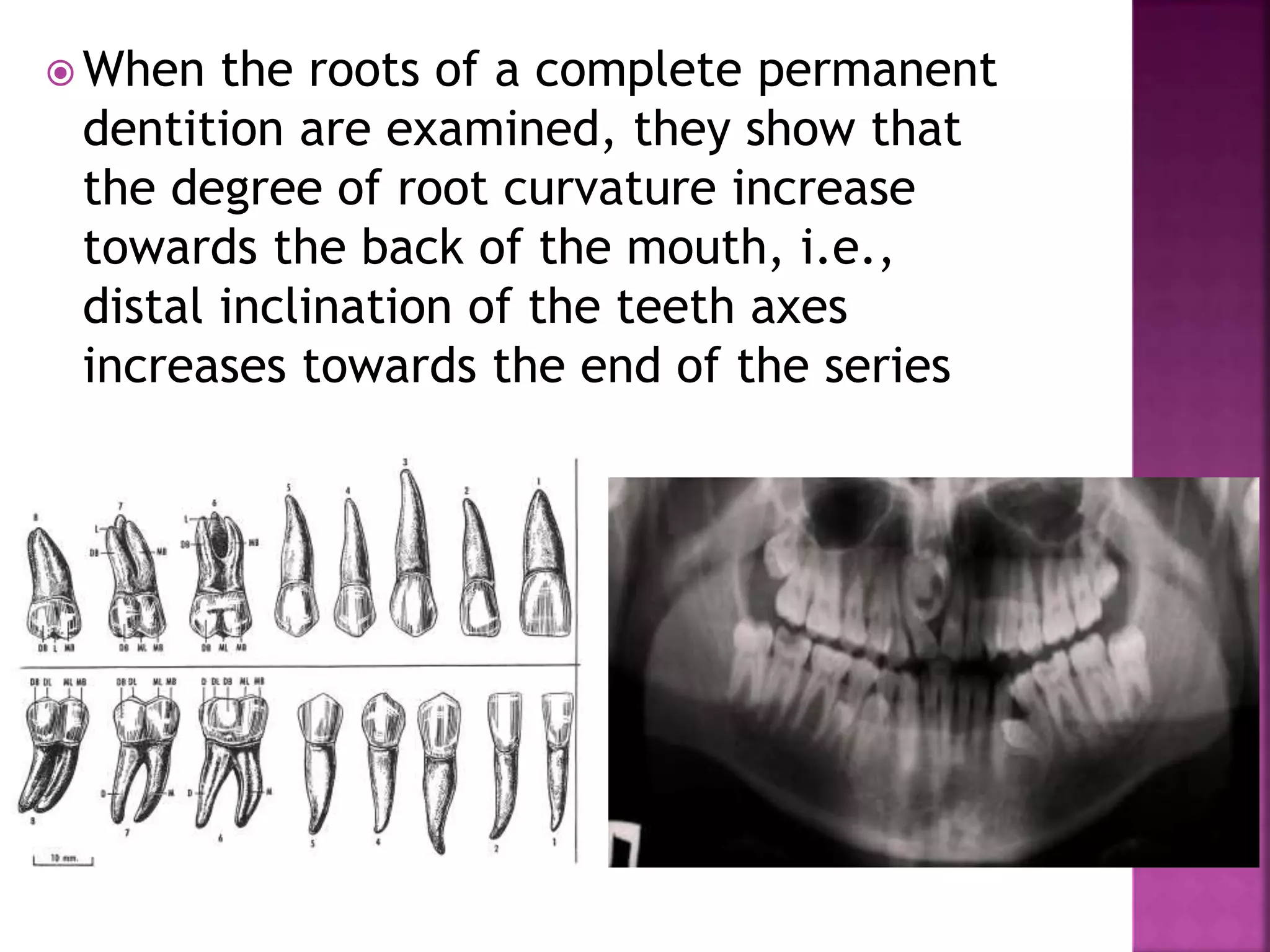  When the roots of a complete permanent
dentition are examined, they show that
the degree of root curvature increase
towards the back of the mouth, i.e.,
distal inclination of the teeth axes
increases towards the end of the series
 