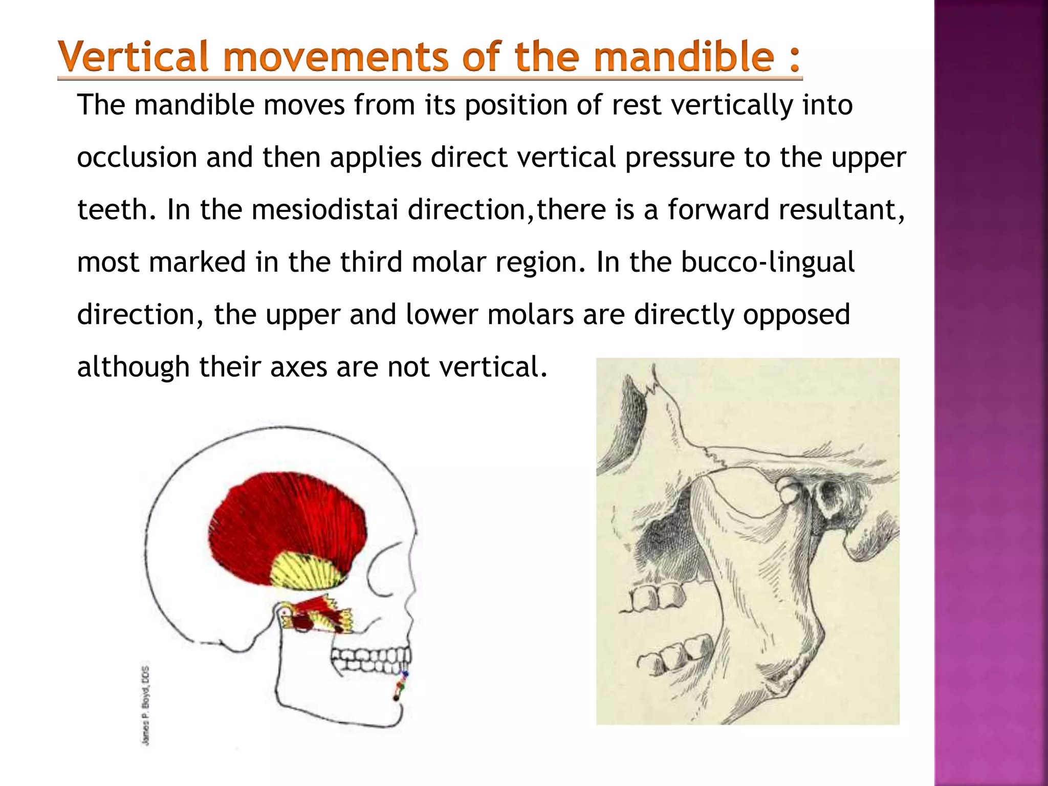 The mandible moves from its position of rest vertically into
occlusion and then applies direct vertical pressure to the upper
teeth. In the mesiodistai direction,there is a forward resultant,
most marked in the third molar region. In the bucco-lingual
direction, the upper and lower molars are directly opposed
although their axes are not vertical.
 