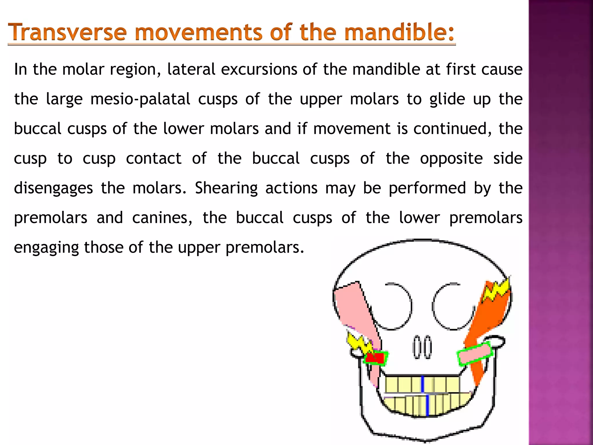 In the molar region, lateral excursions of the mandible at first cause
the large mesio-palatal cusps of the upper molars to glide up the
buccal cusps of the lower molars and if movement is continued, the
cusp to cusp contact of the buccal cusps of the opposite side
disengages the molars. Shearing actions may be performed by the
premolars and canines, the buccal cusps of the lower premolars
engaging those of the upper premolars.
 