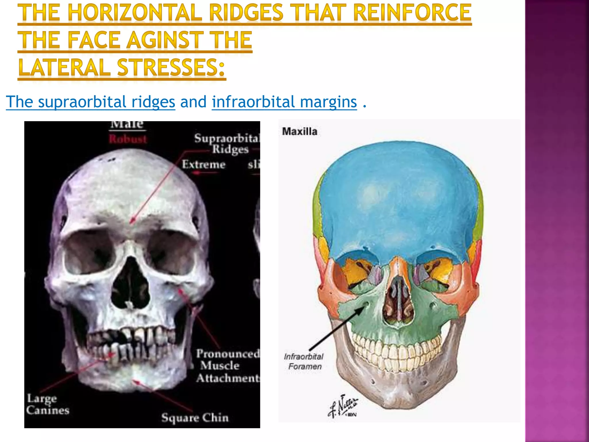 The supraorbital ridges and infraorbital margins .
 