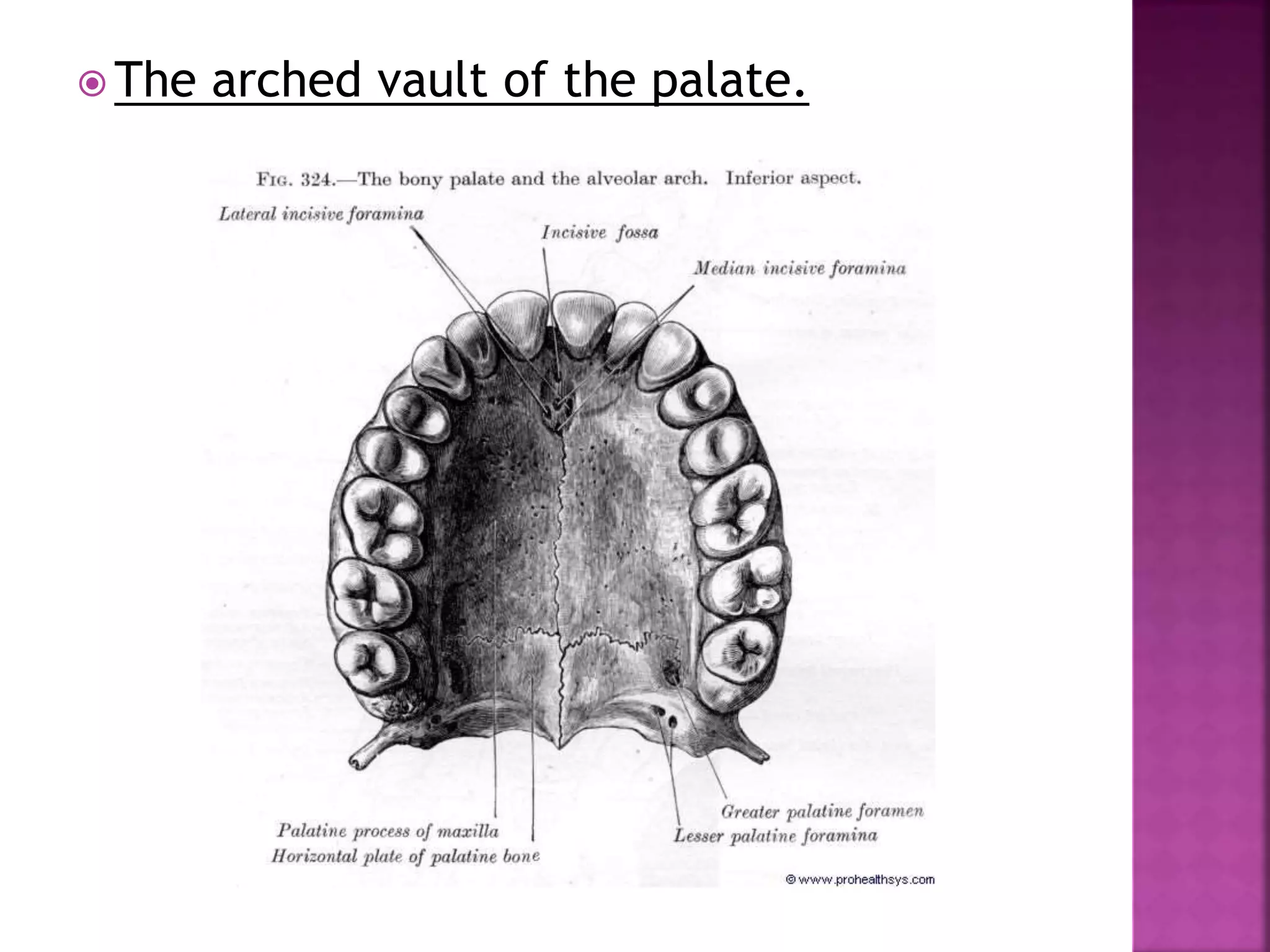  The arched vault of the palate.
 