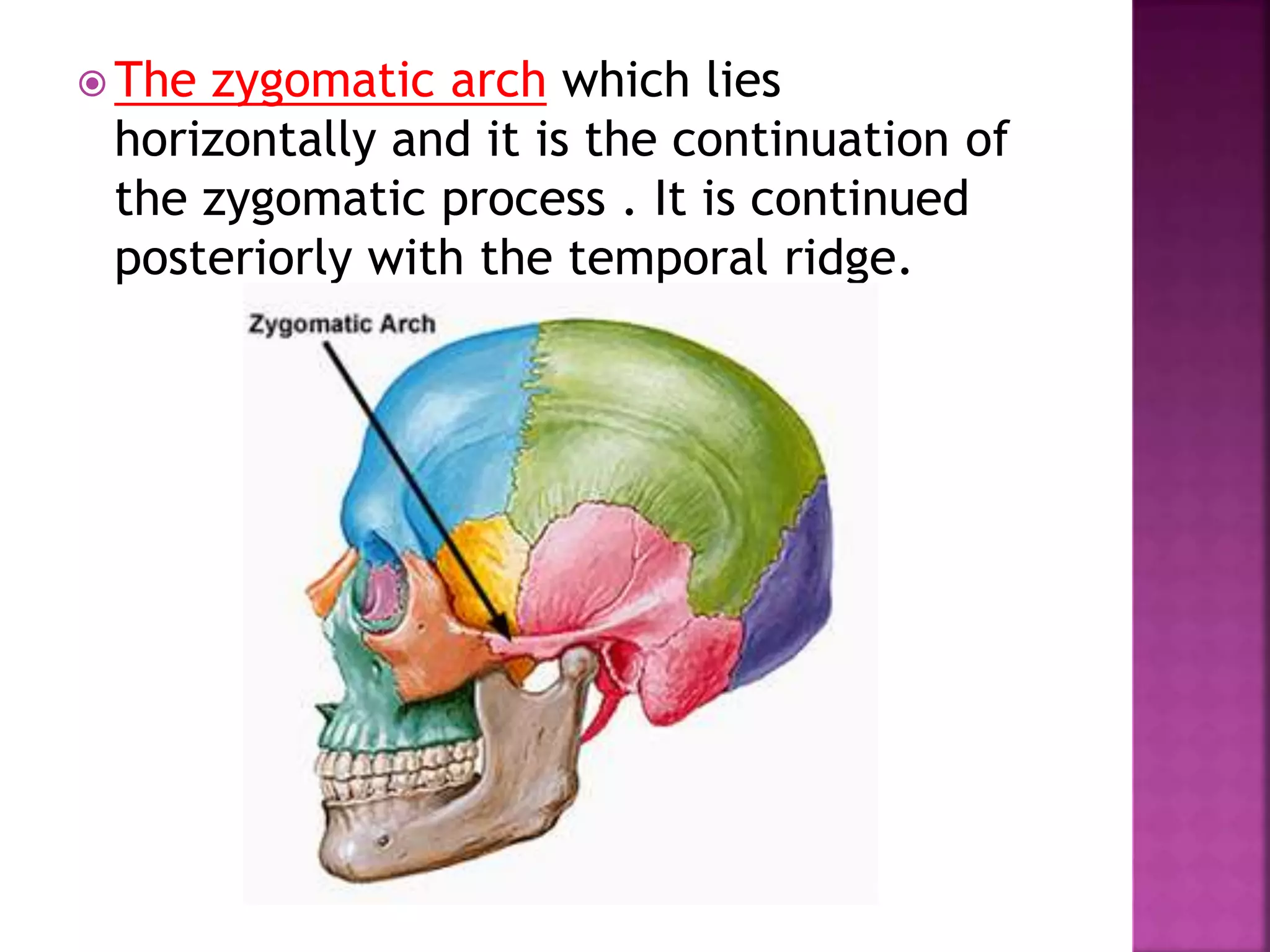  The zygomatic arch which lies
horizontally and it is the continuation of
the zygomatic process . It is continued
posteriorly with the temporal ridge.
 