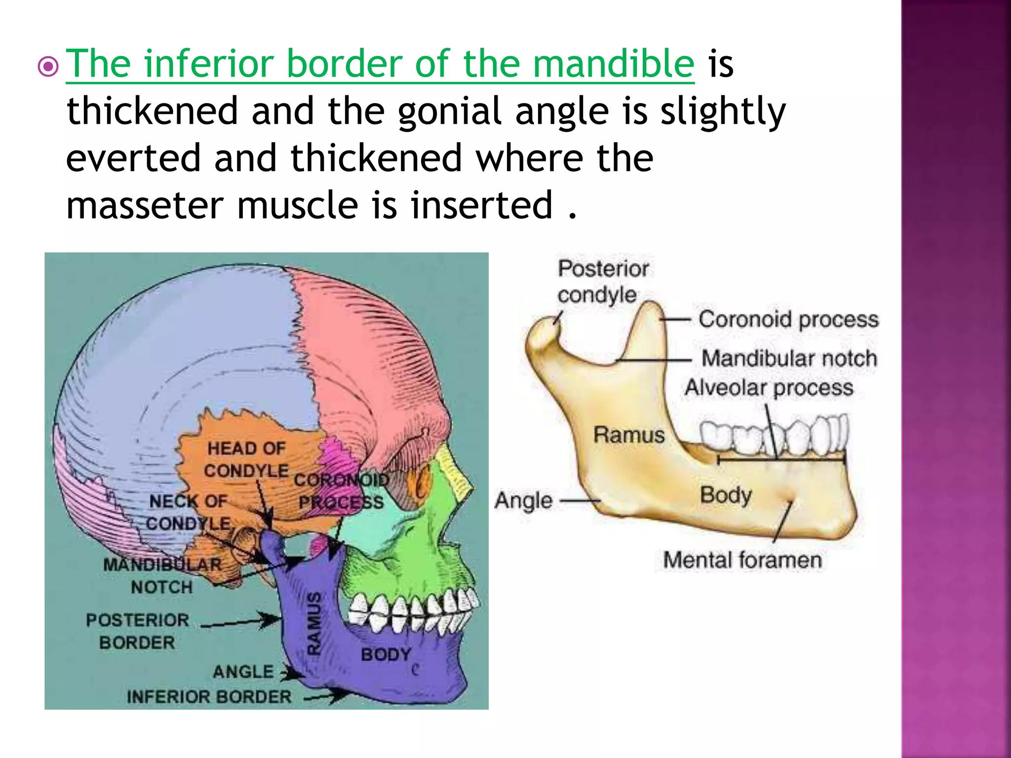  The inferior border of the mandible is
thickened and the gonial angle is slightly
everted and thickened where the
masseter muscle is inserted .
 