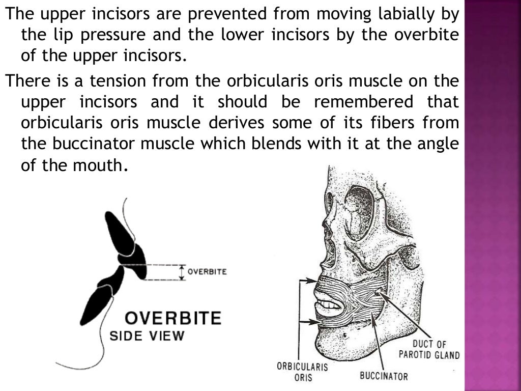 Forces of occlusion.ppt