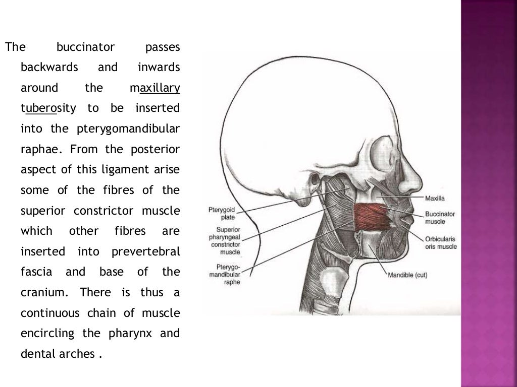 Forces of occlusion.ppt