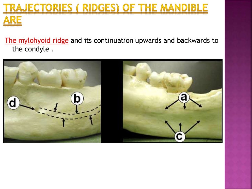 Forces of occlusion.ppt