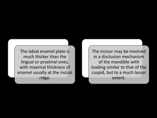 The labial enamel plate is
much thicker than the
lingual or proximal ones,
with maximal thickness of
enamel usually at the incisal
ridge.
The incisor may be involved
in a disclusion mechanism
of the mandible with
loading similar to that of the
cuspid, but to a much lesser
extent.
 
