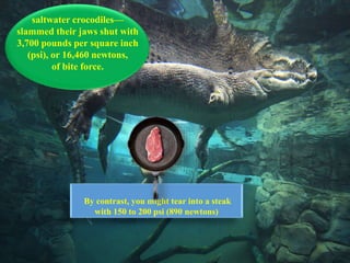 saltwater crocodiles—
slammed their jaws shut with
3,700 pounds per square inch
(psi), or 16,460 newtons,
of bite force.
By contrast, you might tear into a steak
with 150 to 200 psi (890 newtons)
 