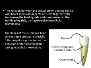 • The junction between the clinical crown and the clinical
root bears shear components of stress together with
tension on the loading side and compression at the
non-loading side, during excursive mandibular
movements
The slopes of the cuspid will bear
concentrated stresses, especially
if the cuspid is a protector for the
occlusion or part of a function
during mandibular excursions.
 