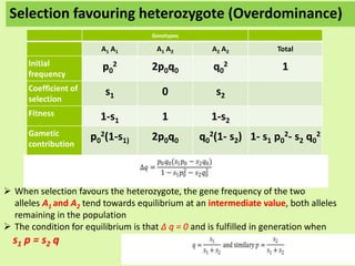 Genotypes
A1 A1 A1 A2 A2 A2 Total
Initial
frequency
p0
2 2p0q0 q0
2 1
Coefficient of
selection
s1 0 s2
Fitness 1-s1 1 1-s2
Gametic
contribution
p0
2(1-s1) 2p0q0 q0
2(1- s2) 1- s1 p0
2- s2 q0
2
Selection favouring heterozygote (Overdominance)
 When selection favours the heterozygote, the gene frequency of the two
alleles A1 and A2 tend towards equilibrium at an intermediate value, both alleles
remaining in the population
 The condition for equilibrium is that Δ q = 0 and is fulfilled in generation when
s1 p = s2 q
 