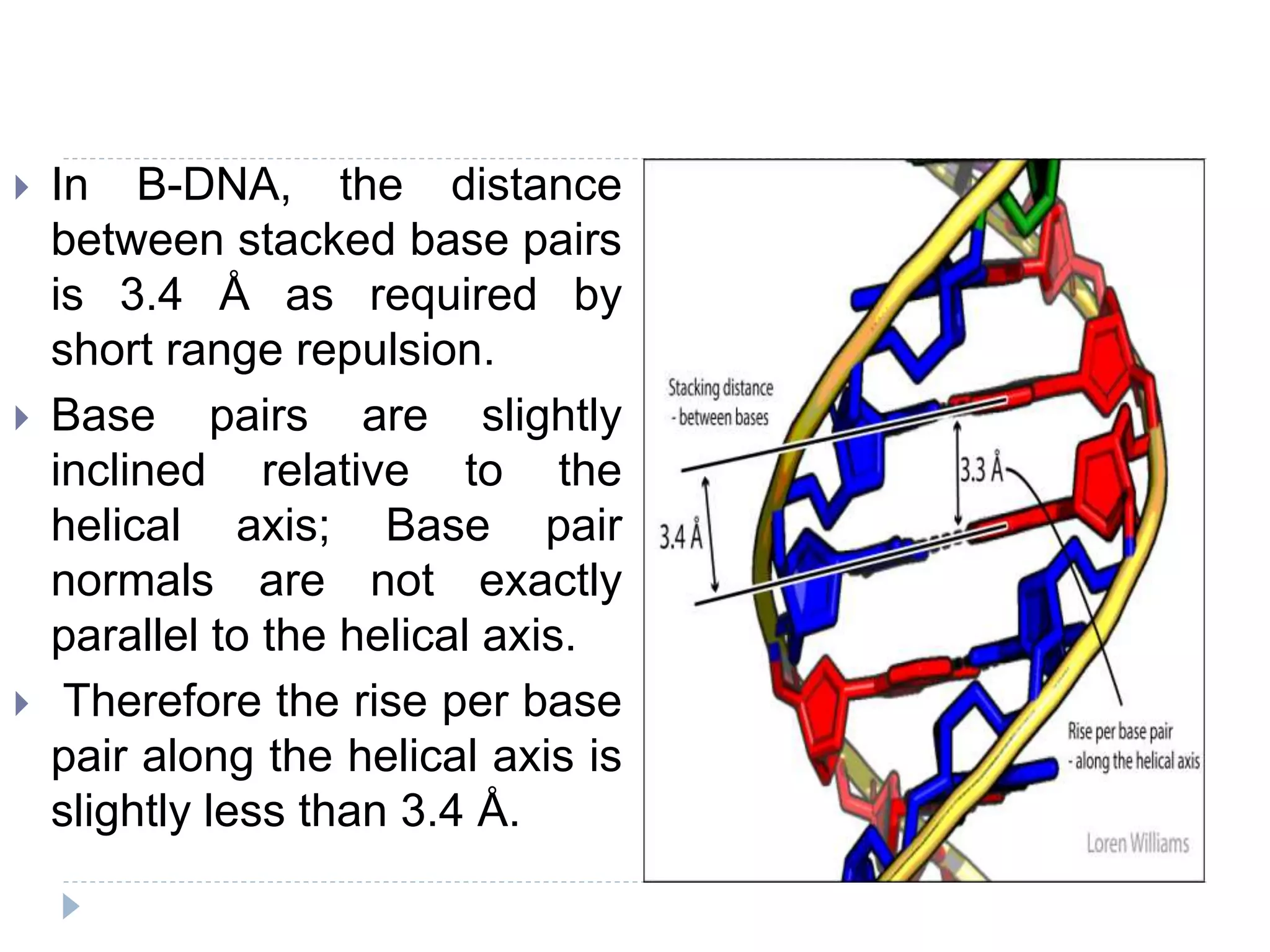  In B-DNA, the distance
between stacked base pairs
is 3.4 Å as required by
short range repulsion.
 Base pairs are slightly
inclined relative to the
helical axis; Base pair
normals are not exactly
parallel to the helical axis.
 Therefore the rise per base
pair along the helical axis is
slightly less than 3.4 Å.
 