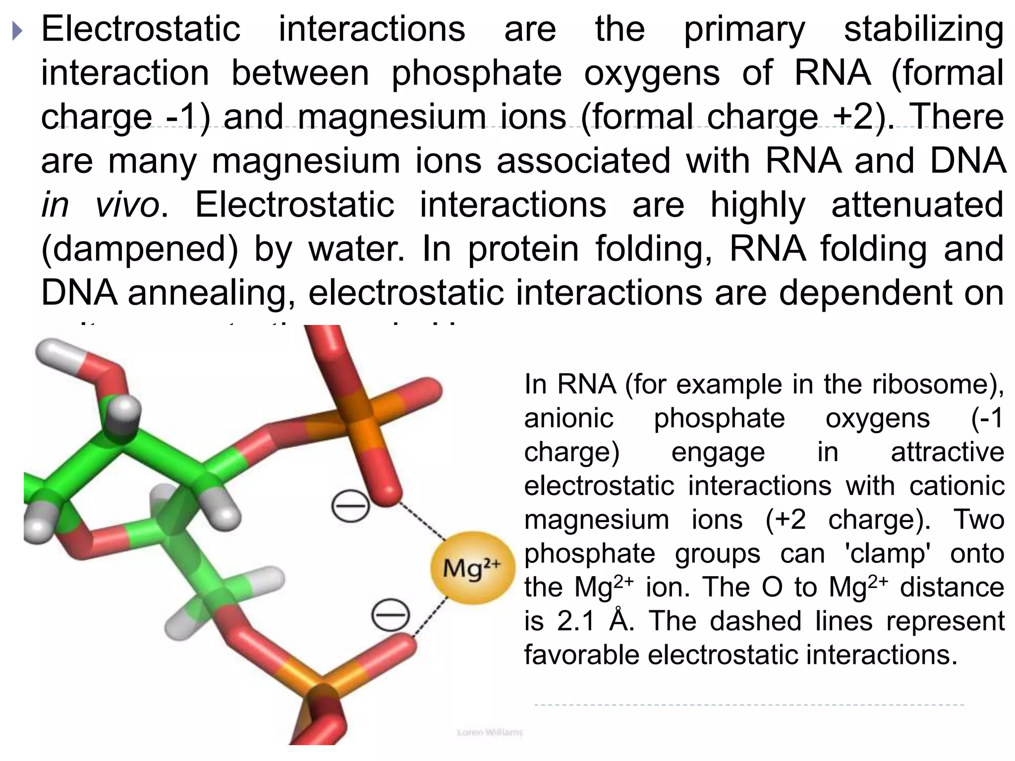  Electrostatic interactions are the primary stabilizing
interaction between phosphate oxygens of RNA (formal
charge -1) and magnesium ions (formal charge +2). There
are many magnesium ions associated with RNA and DNA
in vivo. Electrostatic interactions are highly attenuated
(dampened) by water. In protein folding, RNA folding and
DNA annealing, electrostatic interactions are dependent on
salt concentration and pH.
In RNA (for example in the ribosome),
anionic phosphate oxygens (-1
charge) engage in attractive
electrostatic interactions with cationic
magnesium ions (+2 charge). Two
phosphate groups can 'clamp' onto
the Mg2+ ion. The O to Mg2+ distance
is 2.1 Å. The dashed lines represent
favorable electrostatic interactions.
 