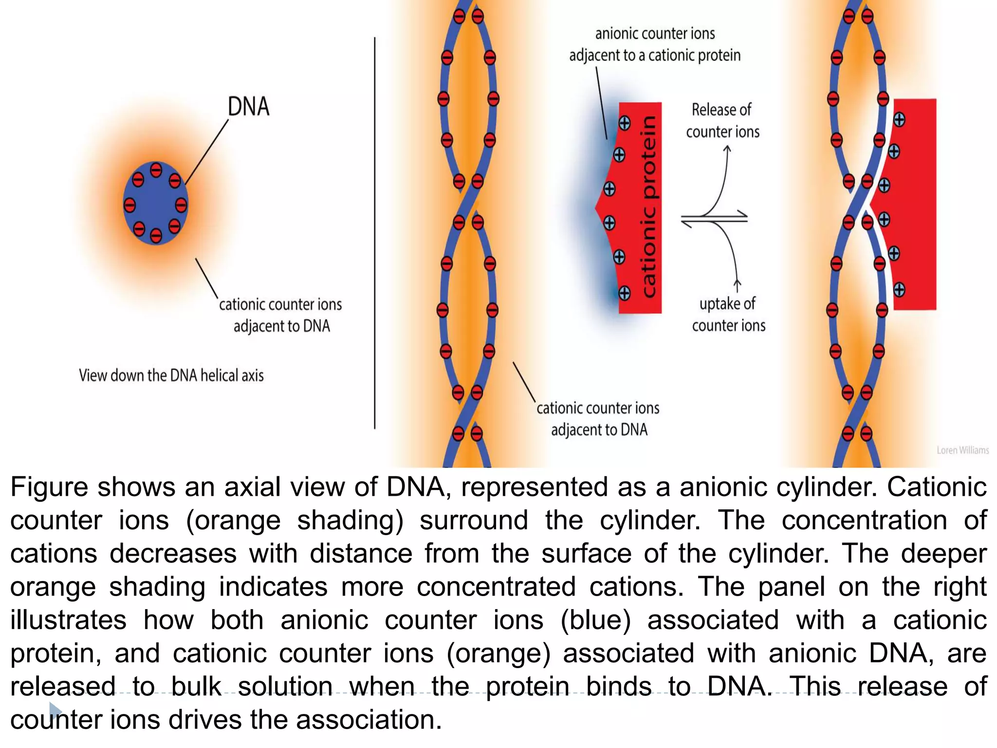 Figure shows an axial view of DNA, represented as a anionic cylinder. Cationic
counter ions (orange shading) surround the cylinder. The concentration of
cations decreases with distance from the surface of the cylinder. The deeper
orange shading indicates more concentrated cations. The panel on the right
illustrates how both anionic counter ions (blue) associated with a cationic
protein, and cationic counter ions (orange) associated with anionic DNA, are
released to bulk solution when the protein binds to DNA. This release of
counter ions drives the association.
 