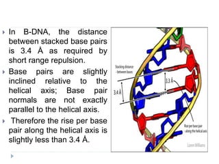  In B-DNA, the distance
between stacked base pairs
is 3.4 Å as required by
short range repulsion.
 Base pairs are slightly
inclined relative to the
helical axis; Base pair
normals are not exactly
parallel to the helical axis.
 Therefore the rise per base
pair along the helical axis is
slightly less than 3.4 Å.
 
