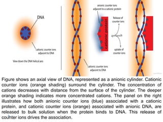 Figure shows an axial view of DNA, represented as a anionic cylinder. Cationic
counter ions (orange shading) surround the cylinder. The concentration of
cations decreases with distance from the surface of the cylinder. The deeper
orange shading indicates more concentrated cations. The panel on the right
illustrates how both anionic counter ions (blue) associated with a cationic
protein, and cationic counter ions (orange) associated with anionic DNA, are
released to bulk solution when the protein binds to DNA. This release of
counter ions drives the association.
 